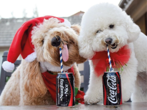 Two dogs wearing Santa hats and drinking from Coca Cola cans with straws.