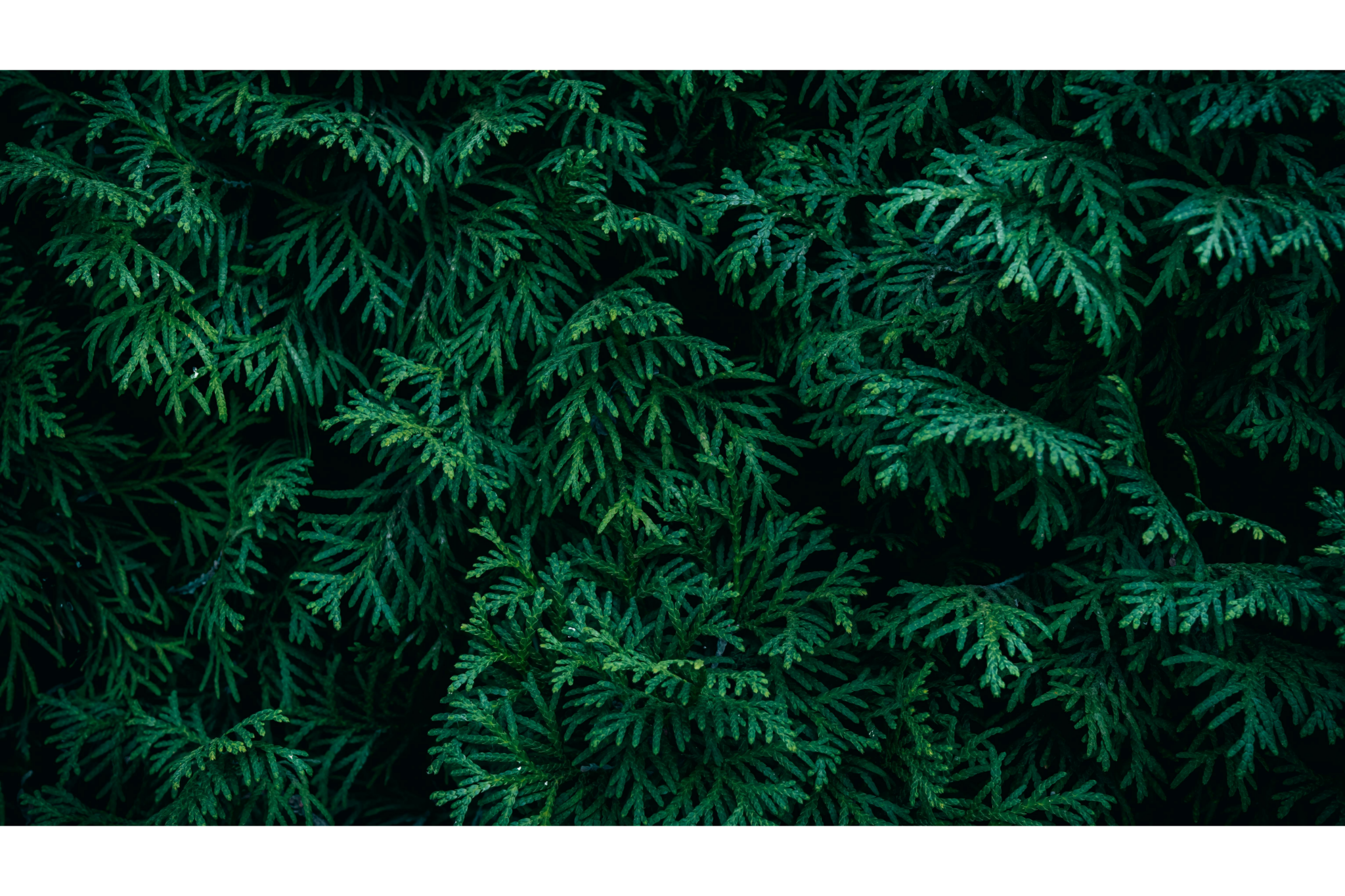 Dense dark green conifer branches filling the frame, used as an abstract header image for an article on creator content strategy